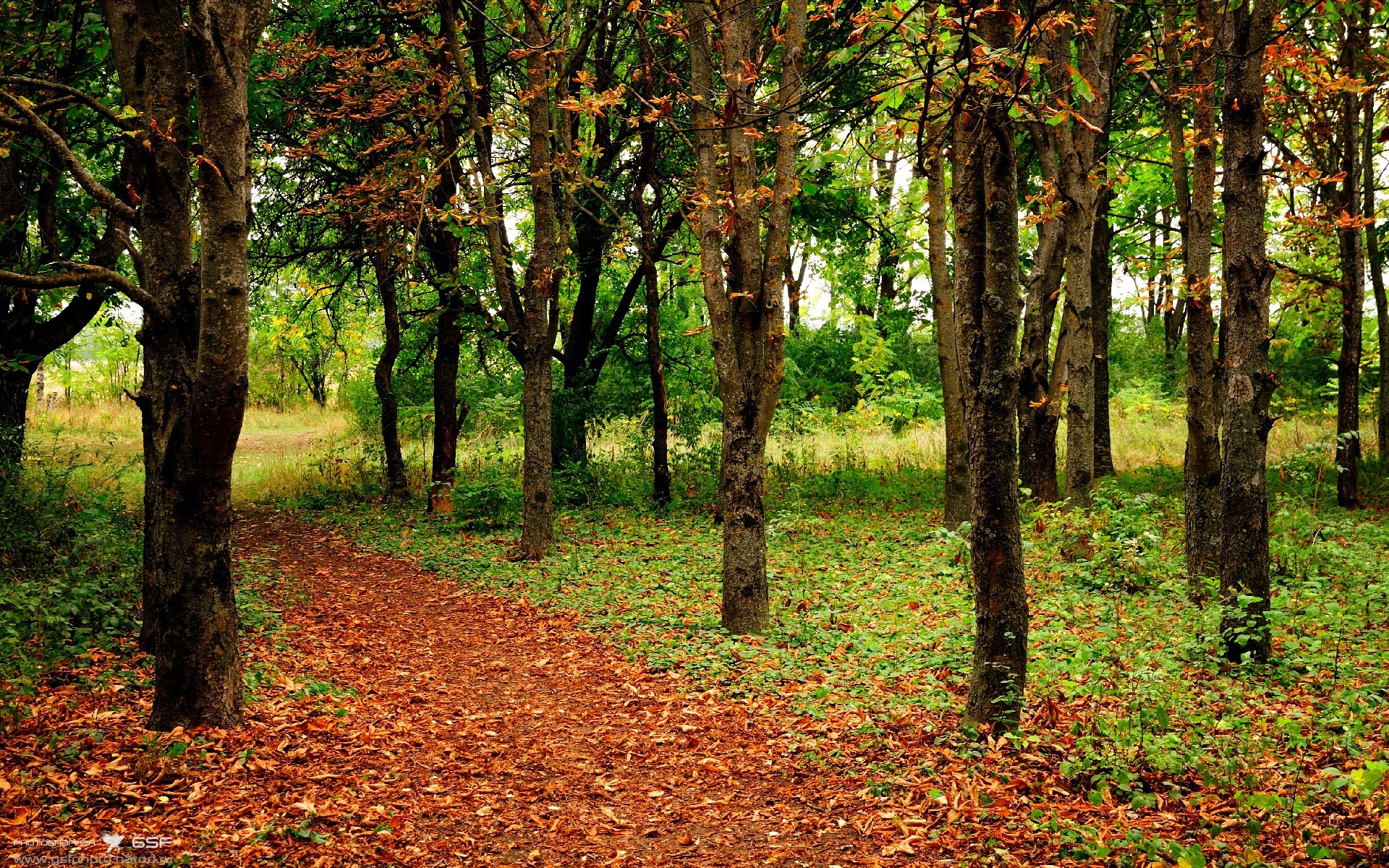 终场哨声前，波尔如何把足球写成一部法国小说