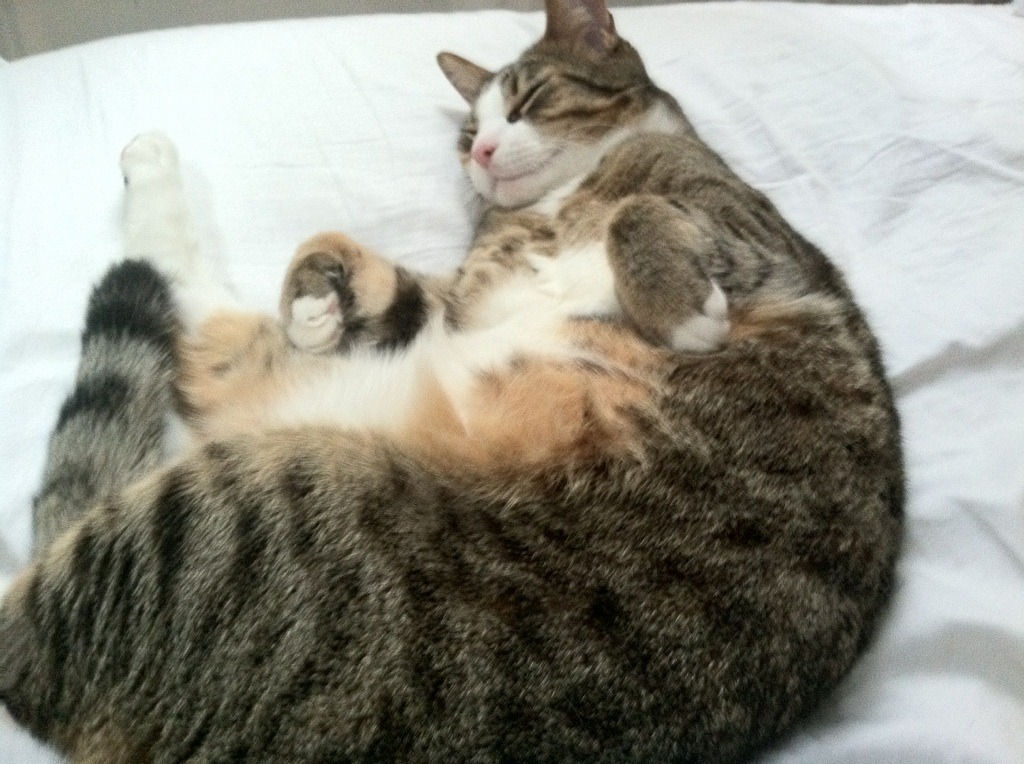 终局烽火，德约科维奇如何以蒙特卡洛之险胜，点燃年终总决赛的永恒独一