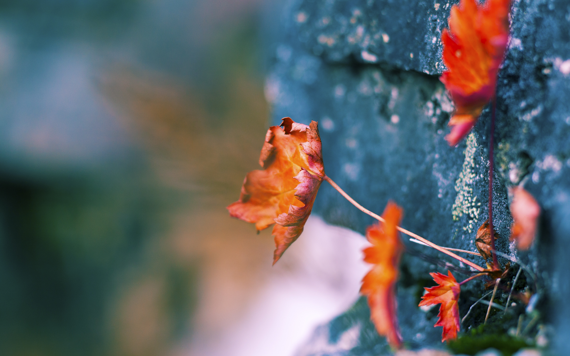 波尔的时代烙印,一个人扛起一支队的现代足球启示录