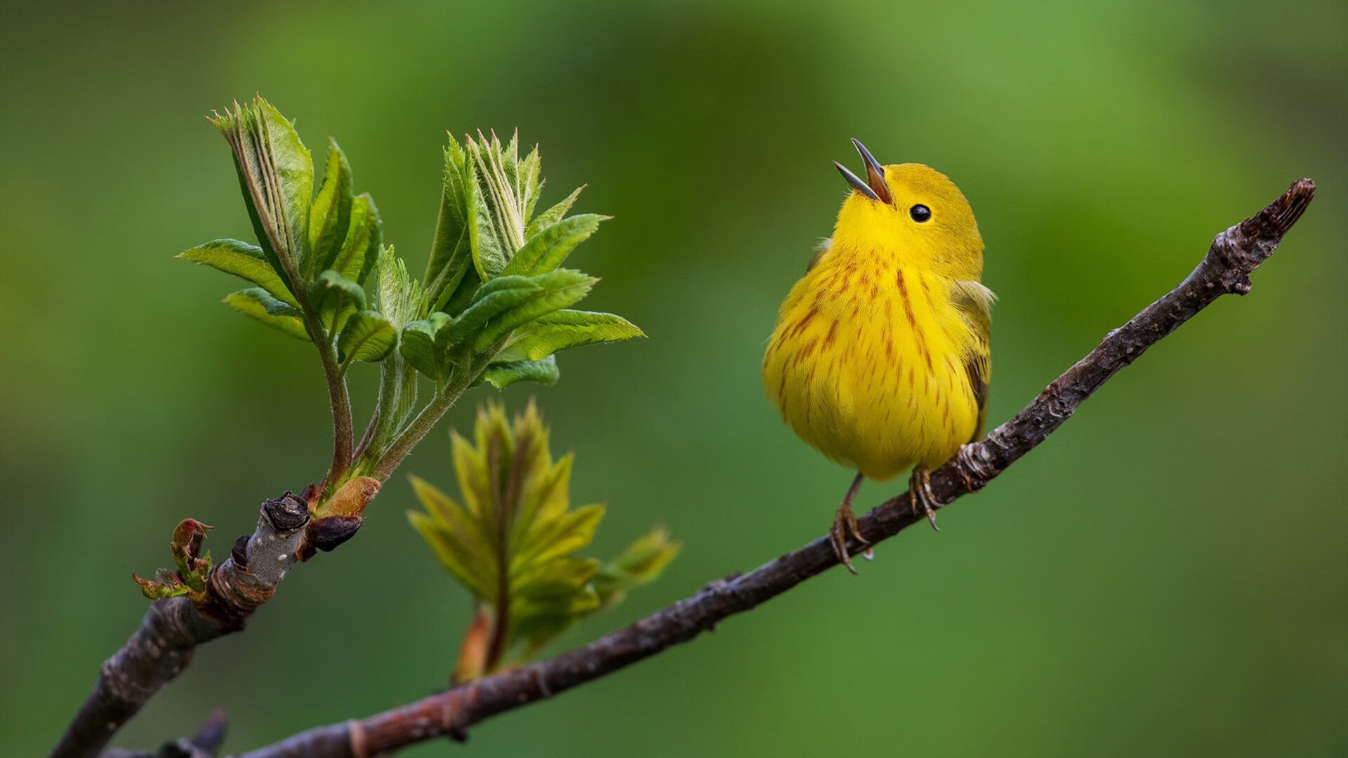 暗夜撕裂,奥斯梅恩的爆发与葡萄牙的加时苦战