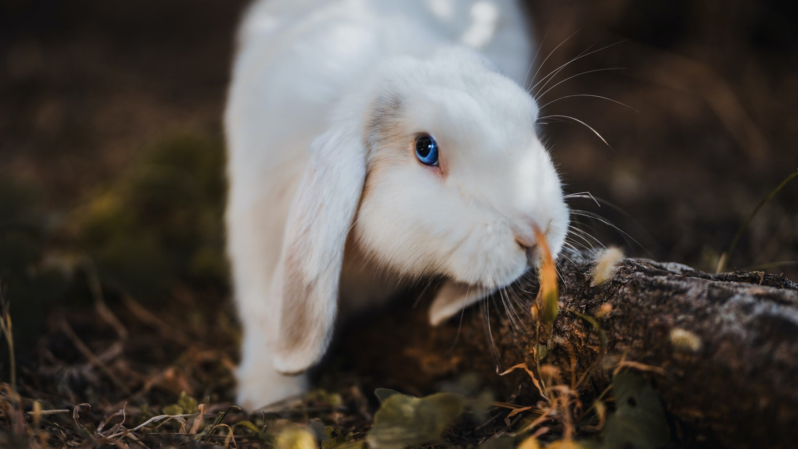 双子星对决,哈兰德的北欧狂飙与哥伦比亚的南美风暴,瑞士试金石见证足球多元宇宙