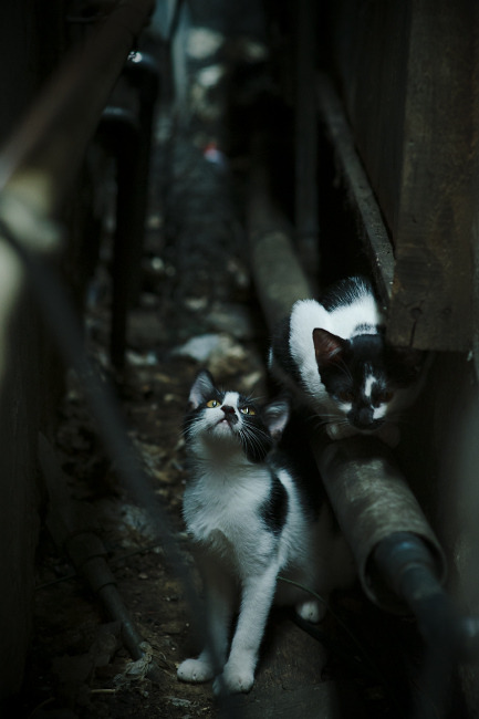红白棋子,黑白天际,布鲁诺如何将欧冠半决赛谱写成西班牙式战术绝杀