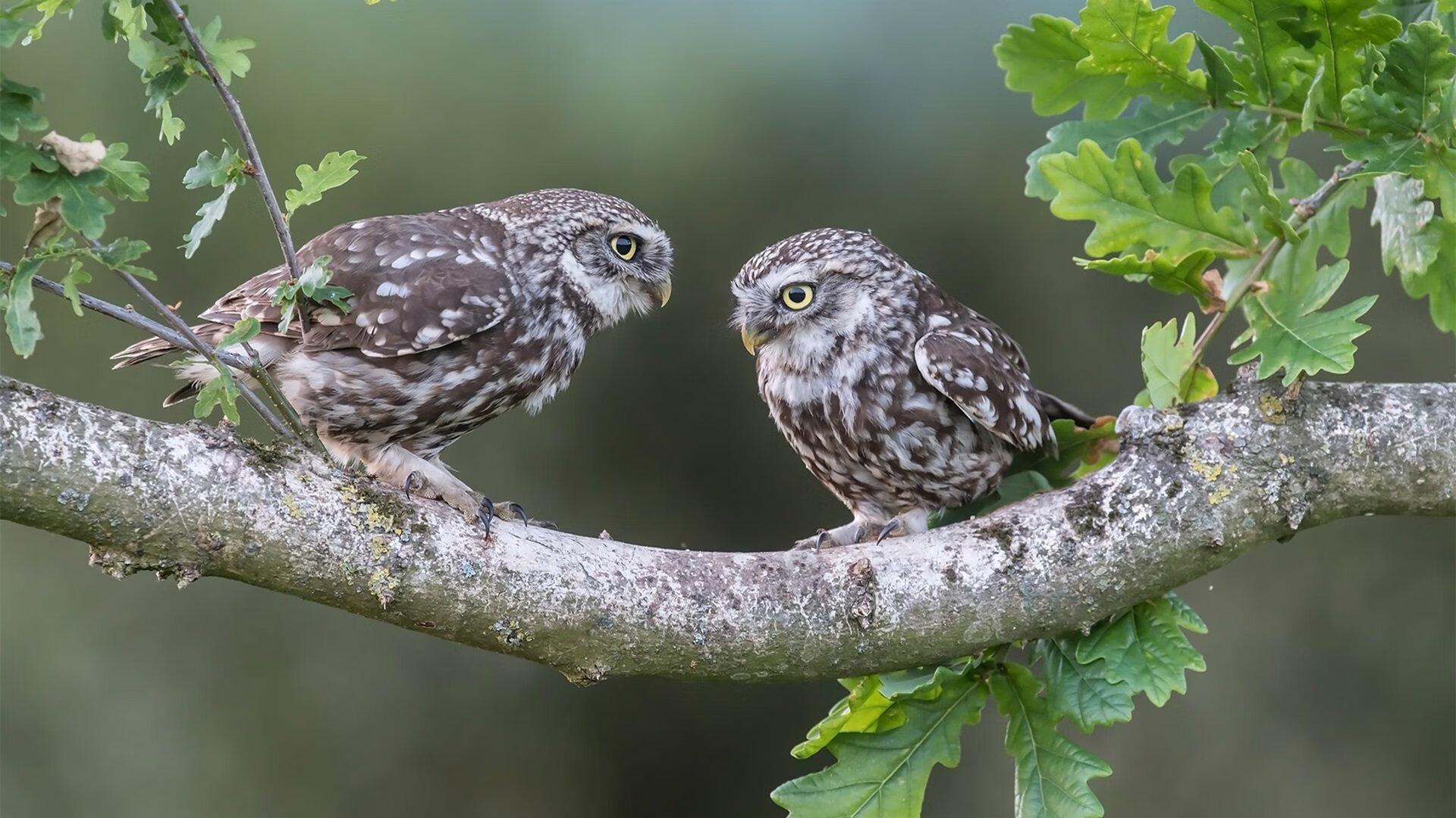 双星闪耀之夜,基米希全面爆发与马里关键战突围塞维利亚