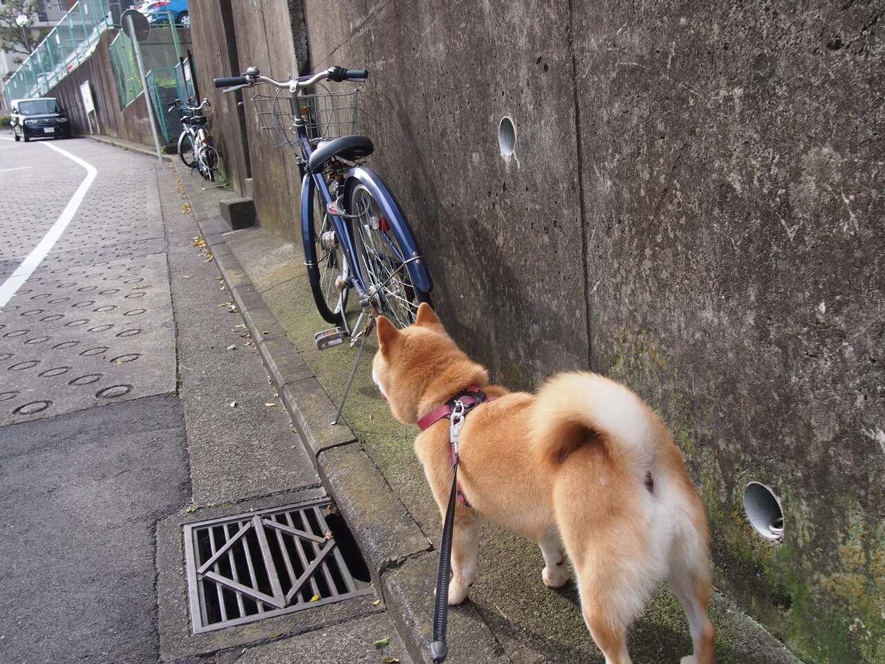 冰火双城记,新疆冰雪逆袭与布伦森奥运火焰