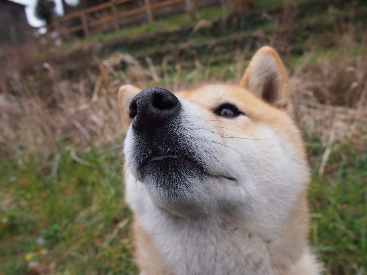 红龙之脊,皮克用肩膀扛起威尔士的航道