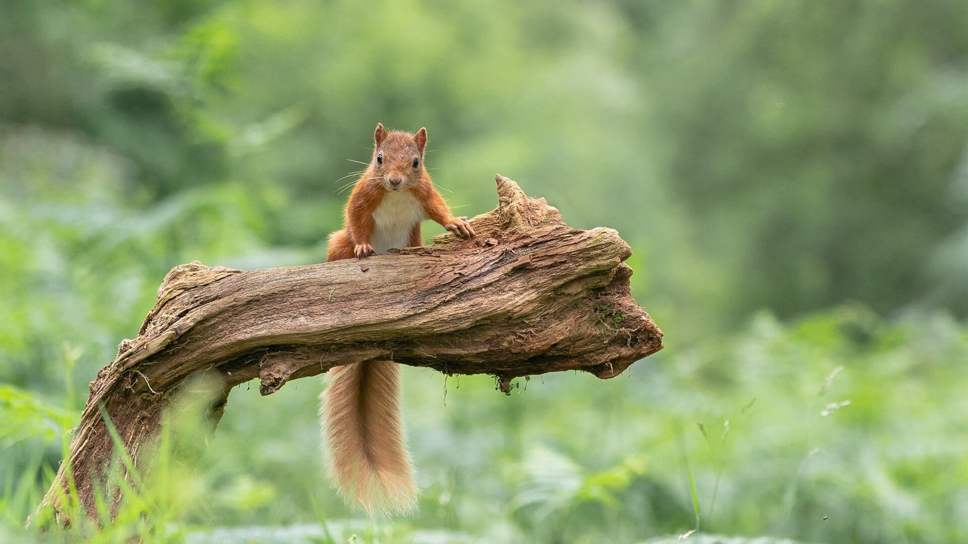 爱游戏-贯穿沙场的战术之锥，浓眉如何成为新疆撕裂辽宁防线的攻防枢纽