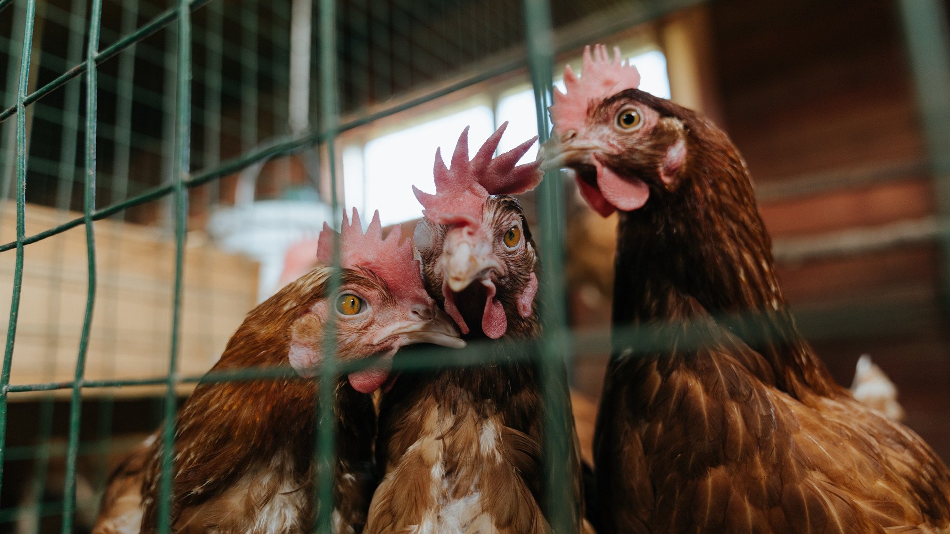 贯穿沙场的战术之锥,浓眉如何成为新疆撕裂辽宁防线的攻防枢纽