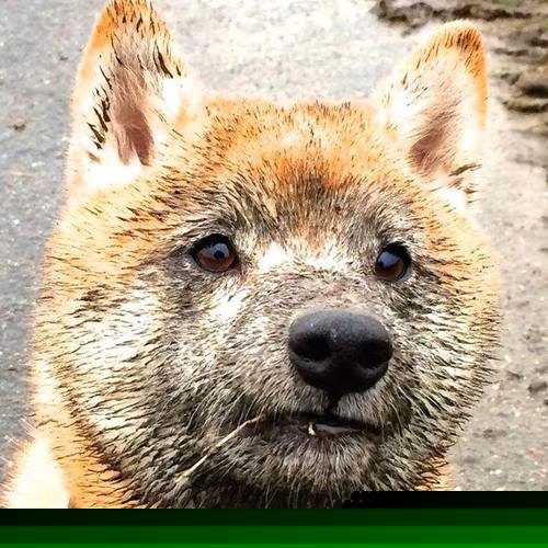 一剑封喉与钢铁囚笼，楚阿梅尼的救赎之夜与巴黎的防守艺术