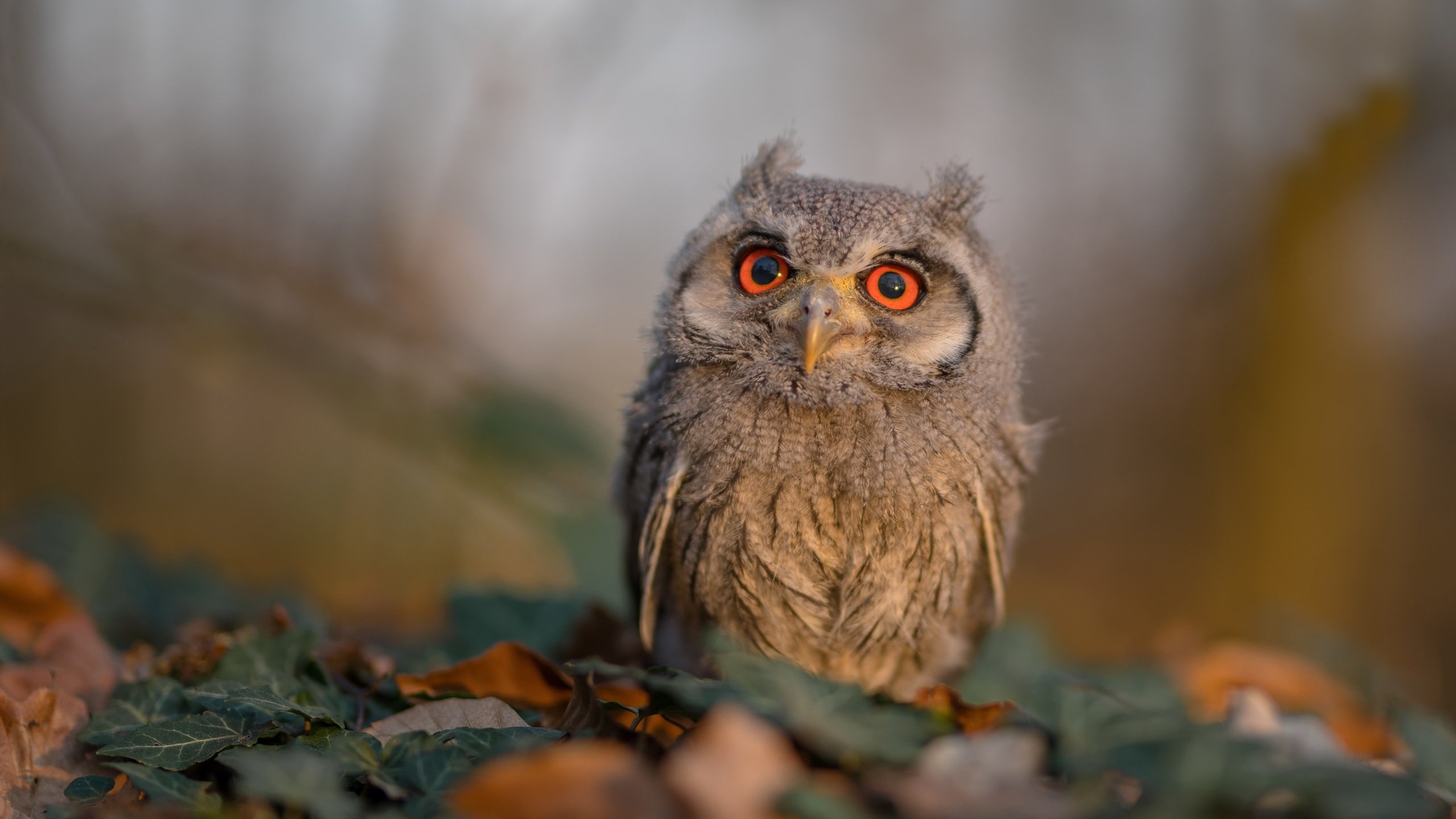 非洲雄狮横扫雄鹰,欧洲新星闪耀焦点战,足球世界的双重震撼