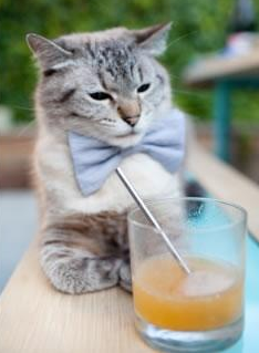 无声的利刃,巴雷拉一箭封喉,安哥拉提前终结悬念尼斯