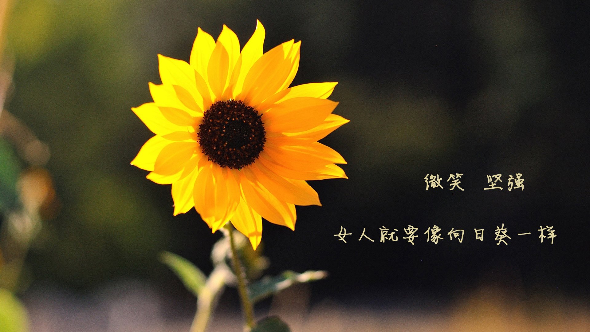 2026世界杯双响炮,韩国踏平阿尔及利亚,伊布传奇接管比赛