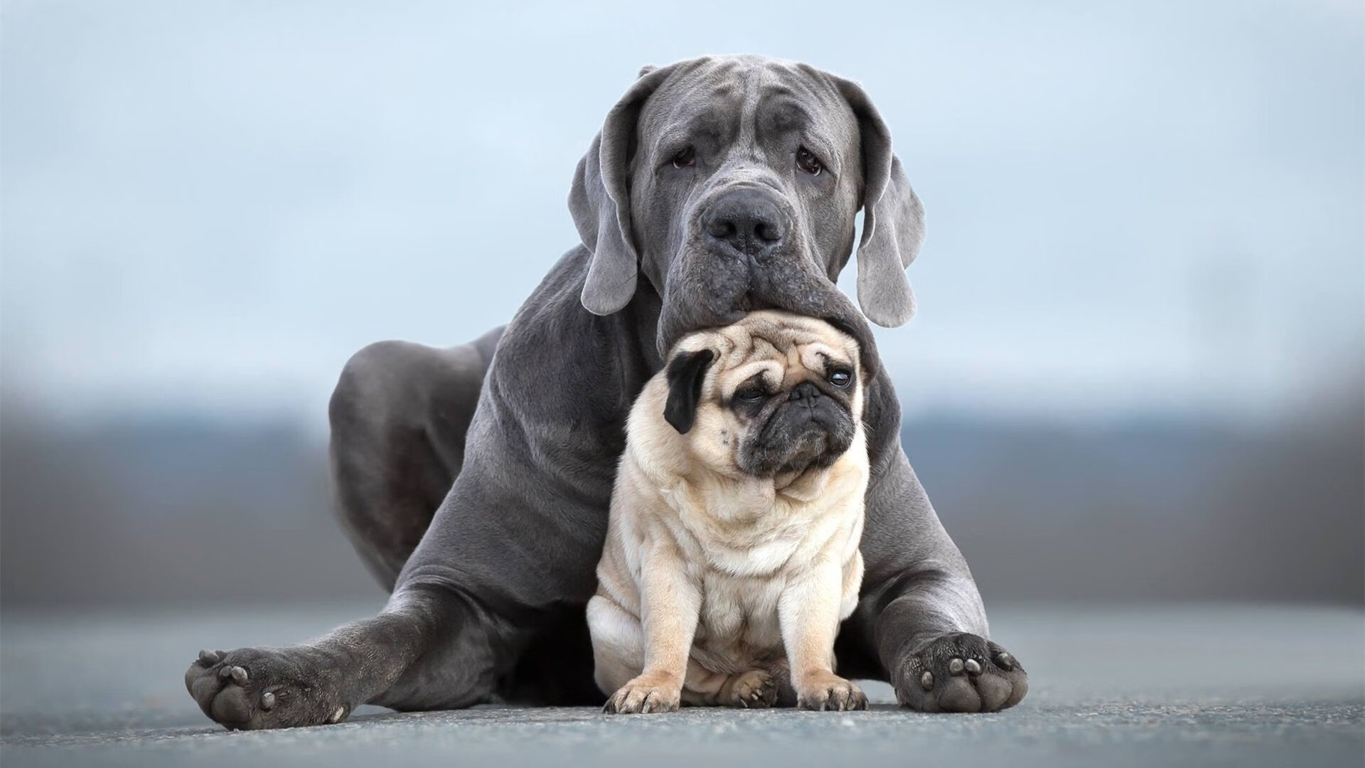 约基奇神力穿越时空？爵士灵魂附体辽宁生死战奇迹逆转