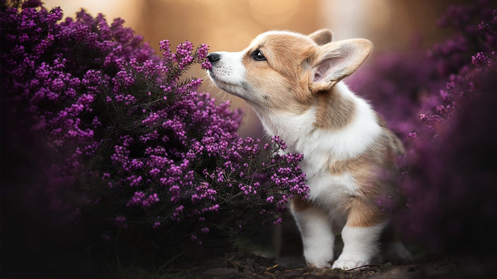 新星崛起，文班亚马关键先生助猛龙完胜快船