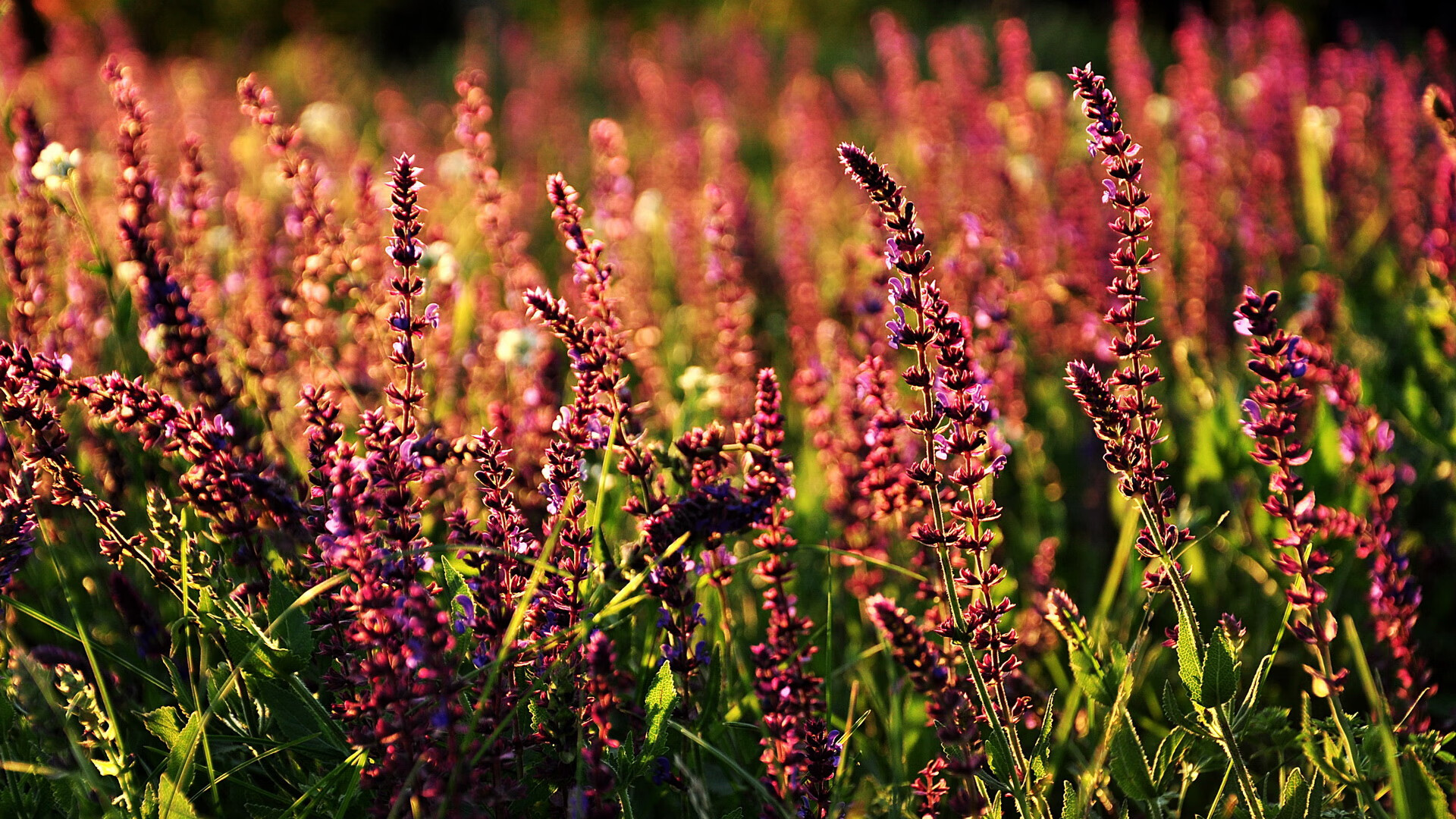 剧本的两幕剧，切特生涯之夜与森林狼的绝望反扑